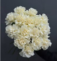 Французские белые розы 15 шт.